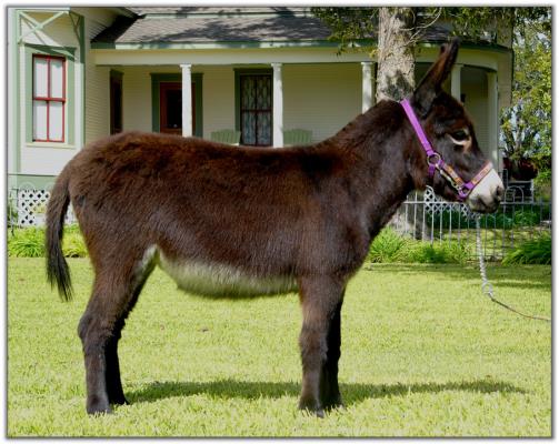 Itsy Bitsy black Sunset, black miniature donkey jennet for sale at Itsy Bitsy Burro Co