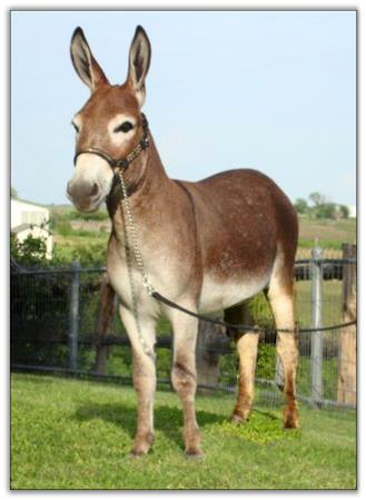 Itsy Bitsy Firethorne, red miniature donkey jack for sale