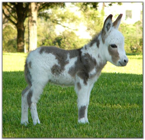 Painted Rose, spotted miniature donkey for sale