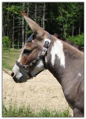 Miniature donkey Flight of Fancy Seventh Heaven