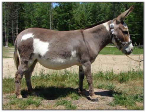 Miniature donkey Flight of Fancy Seventh Heaven