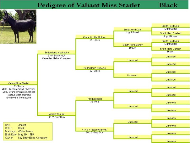 Pedigree of Valiant Miss Starlet